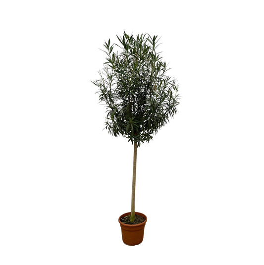 Nerium Oleander on stem with pink flower - 200cm - Ø35