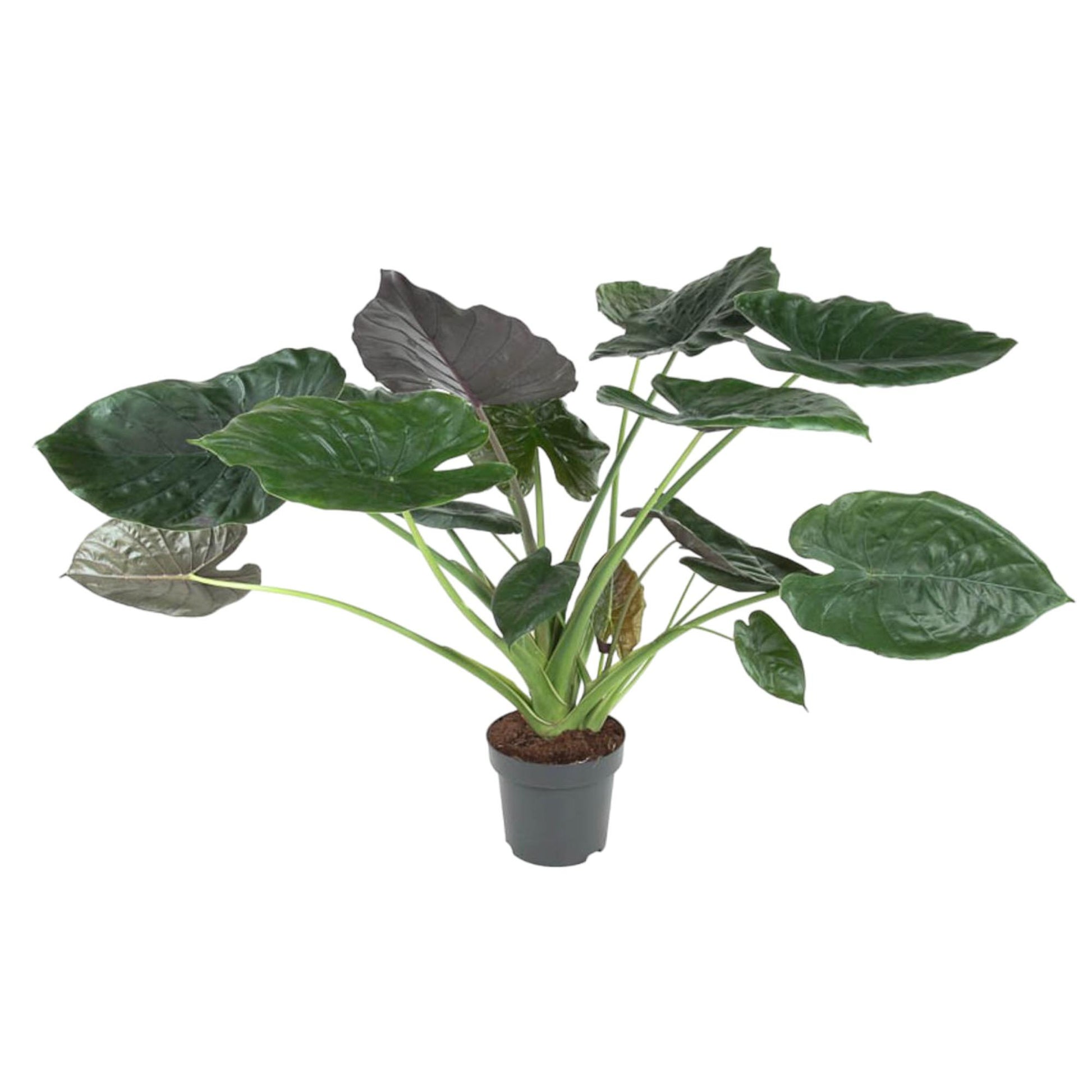 Alocasia wentii