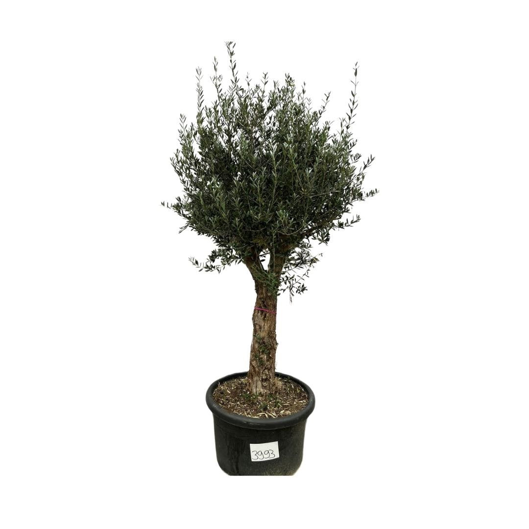 Olive tree - Olea Europea Bonsai 250cm- Ø65