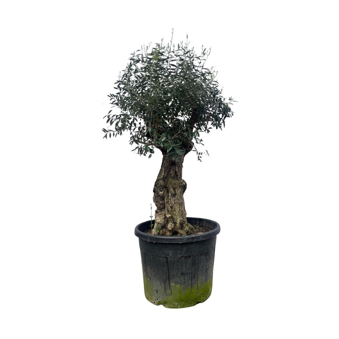 Olive tree - Olea Europea Bonsai 250cm- Ø65