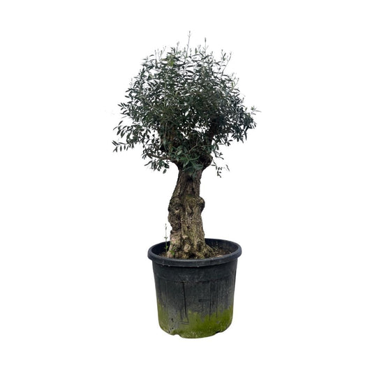Olive tree - Olea Europea Bonsai 250cm- Ø65