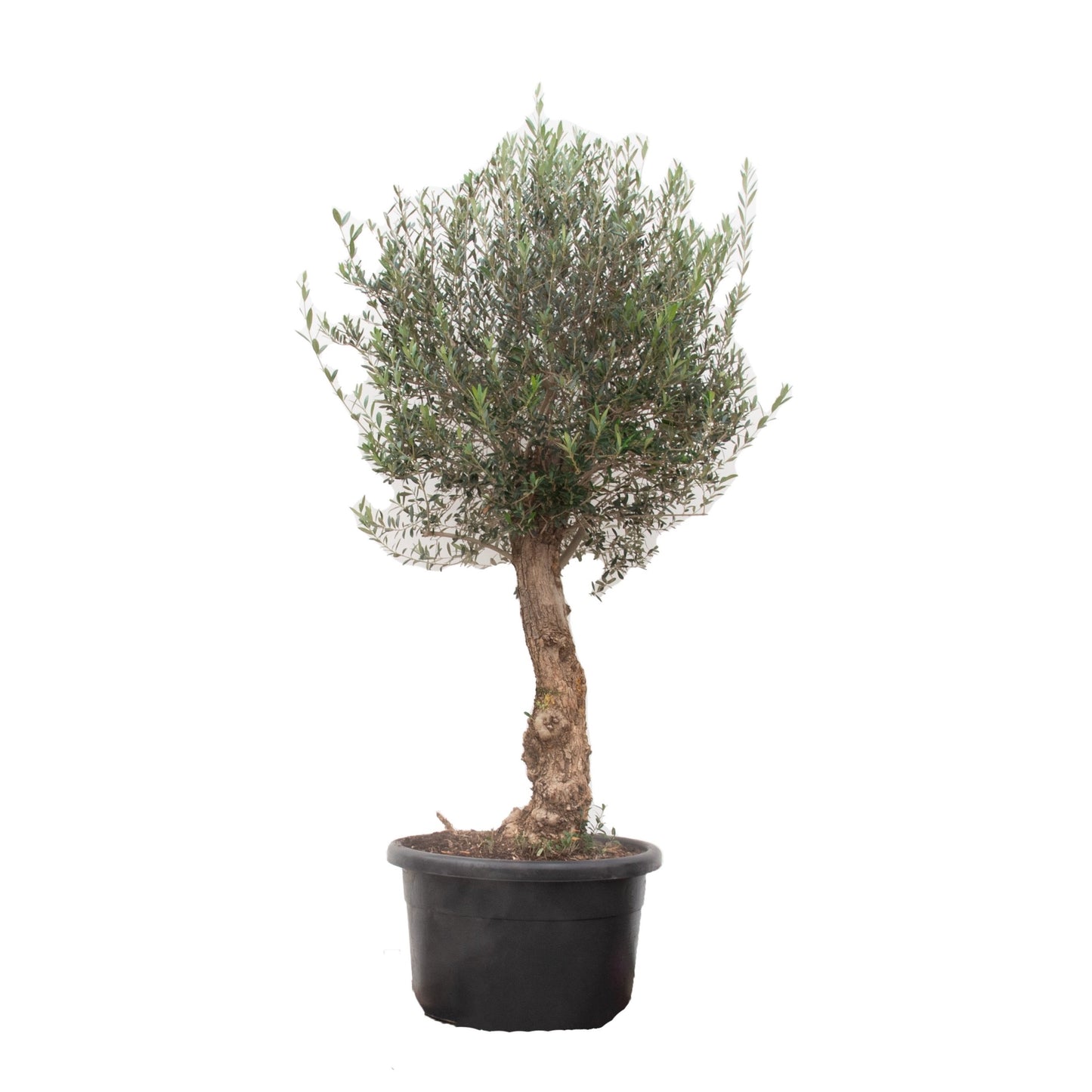 Olive tree - Olea Europea Bonsai 250cm- Ø65