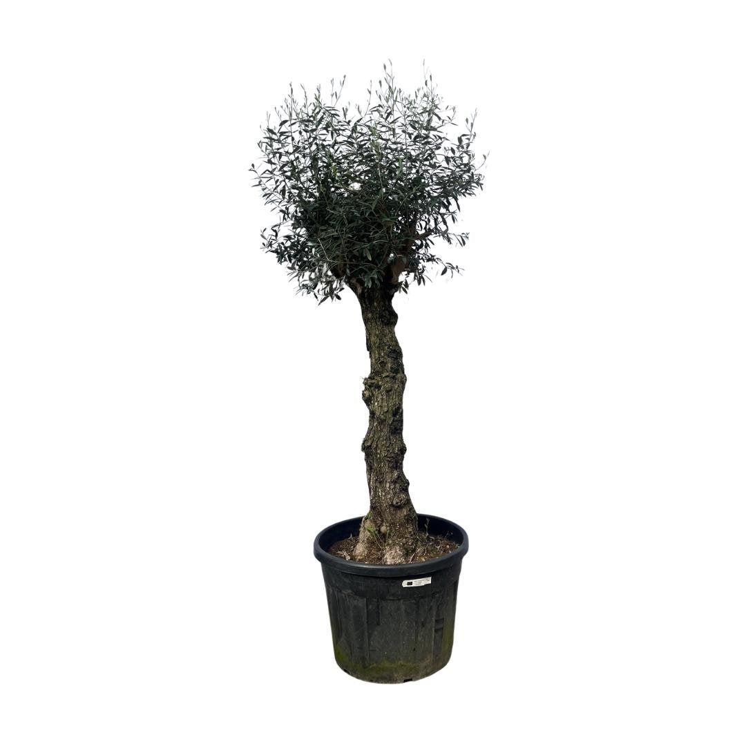 Olive tree - Olea Europea Bonsai 250cm- Ø65
