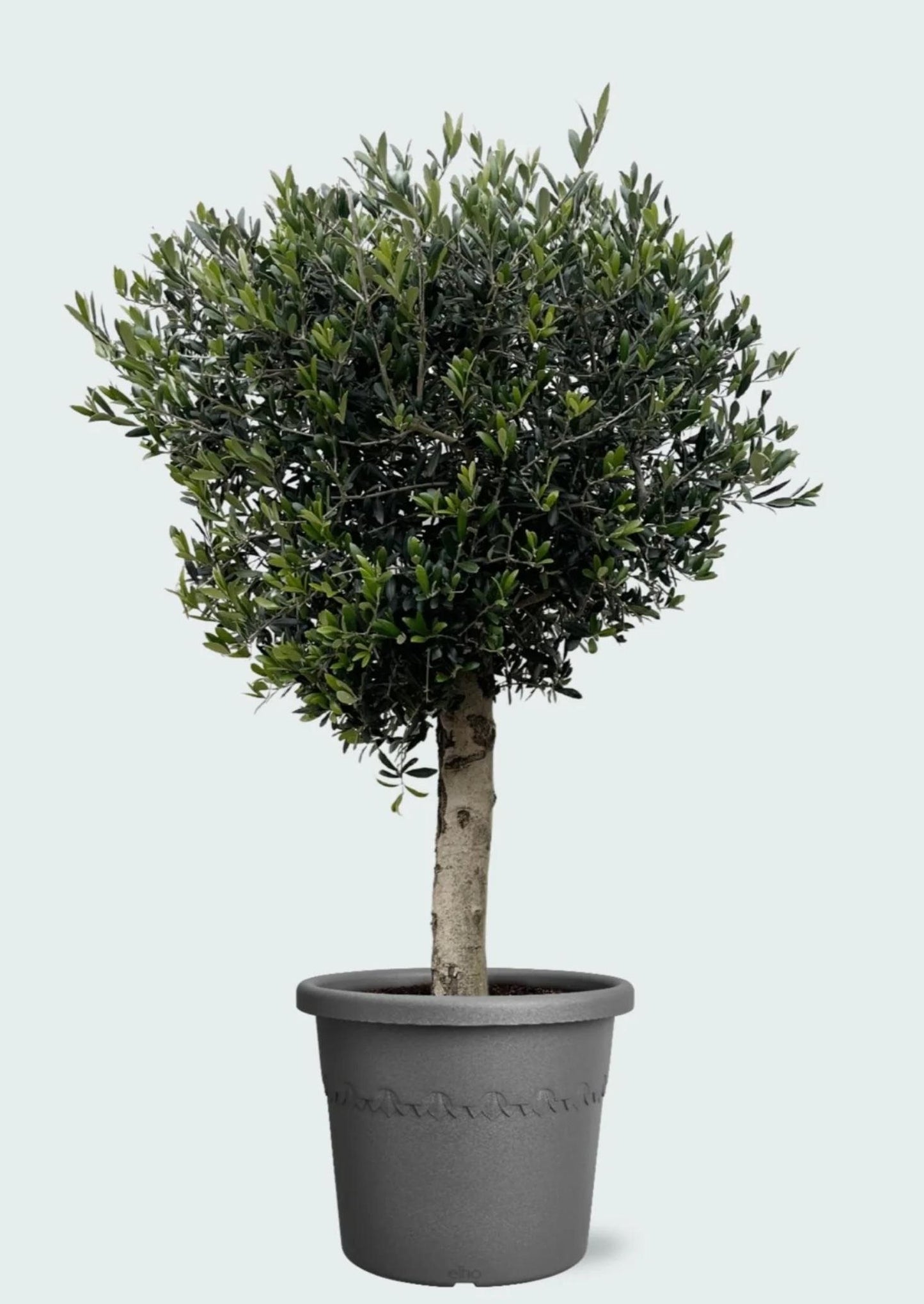 Olive tree - Olea Europea Lorc - 180cm- Ø50