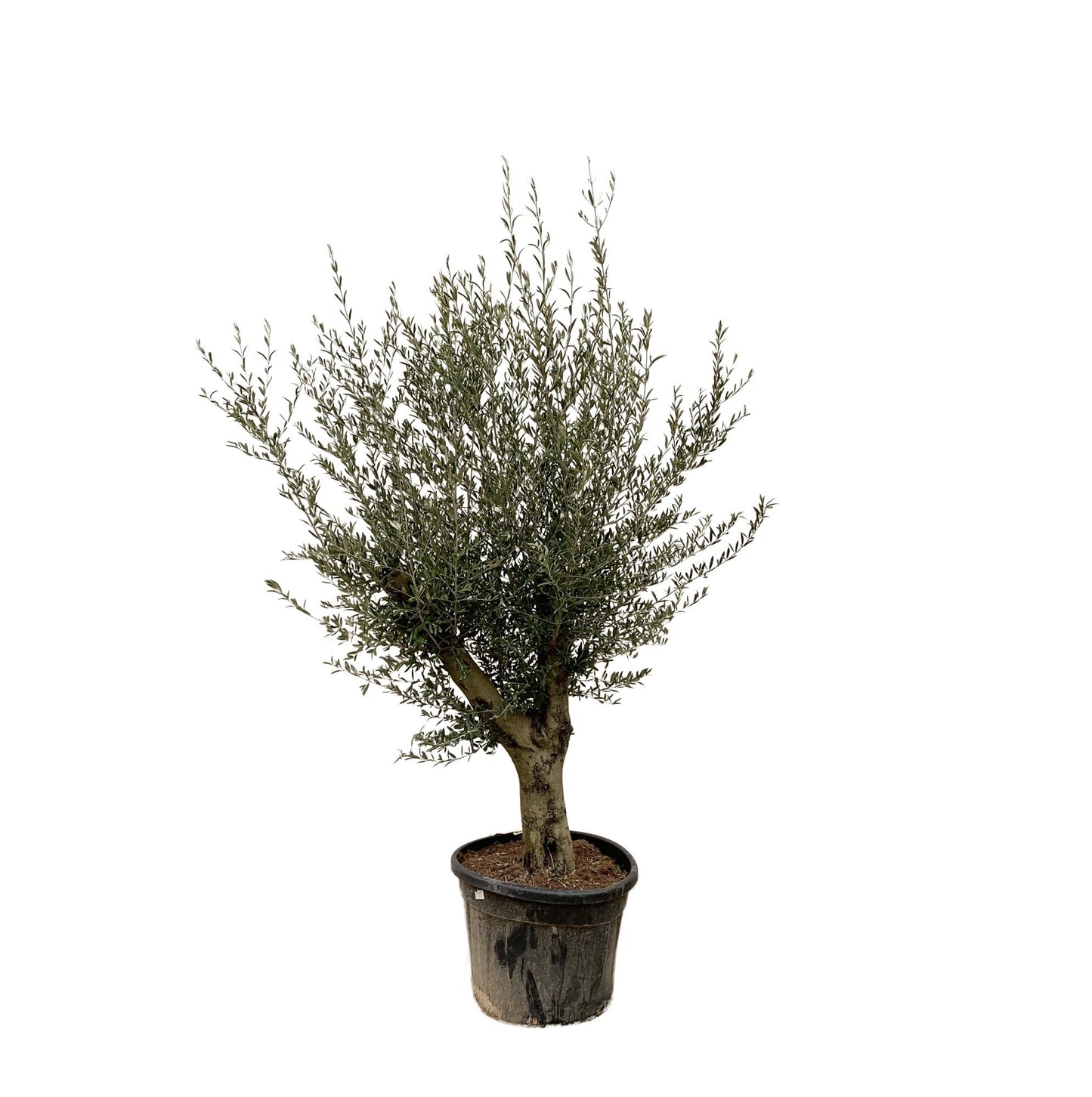 Olive tree Olea Lorc - 200 cm - Ø45 cm