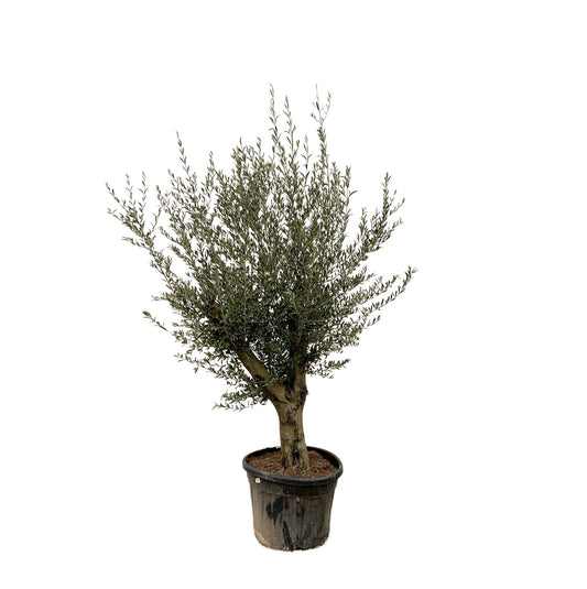 Olive tree Olea Lorc - 200 cm - Ø45 cm