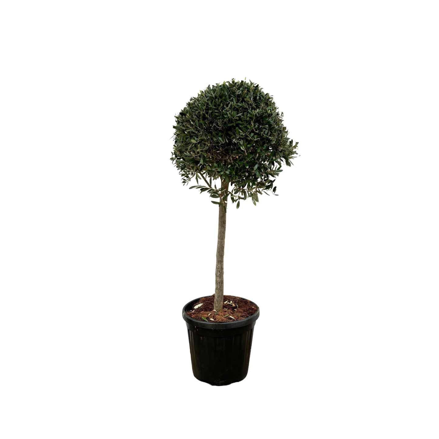Olive tree - Olea Europea Lorc - 180cm- Ø50