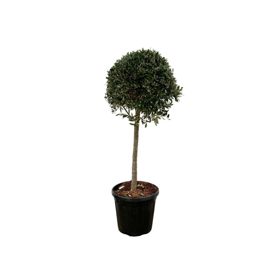 Olive tree - Olea Europea Lorc - 180cm- Ø50