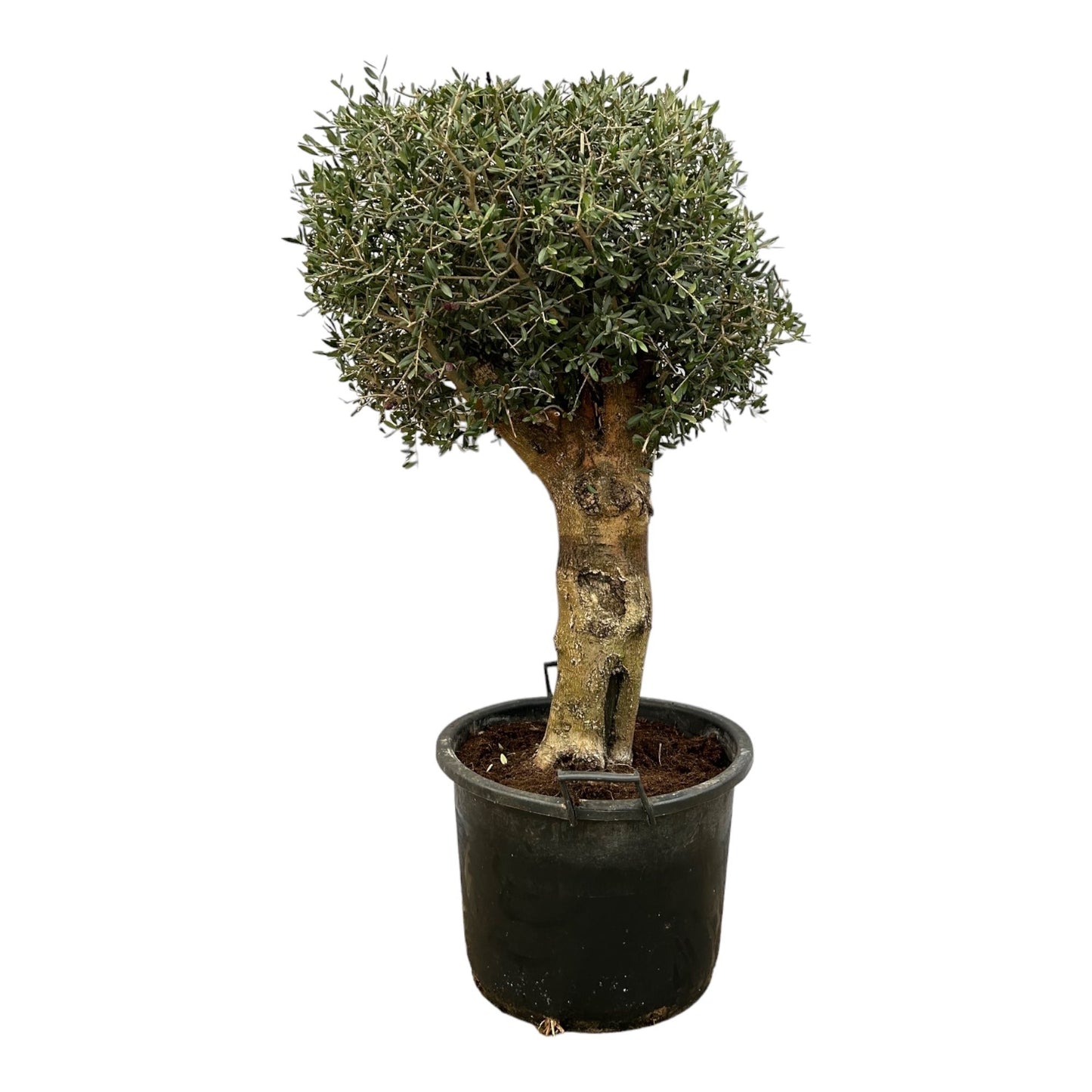 Olive tree - Olea Europea Bonsai 250cm- Ø65