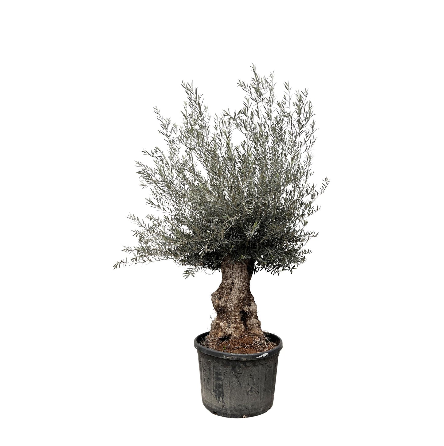 Olijfboom (Olea europaea) witte achtergrond