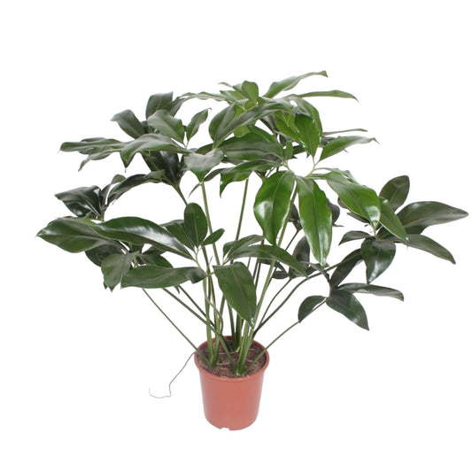 Philodendron Green Wonder