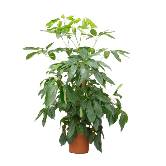 Schefflera Actinophylla Amate - Ø24cm - ↕100cm