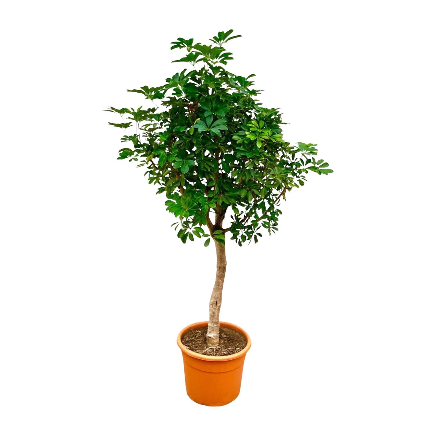 Schefflera arboricola