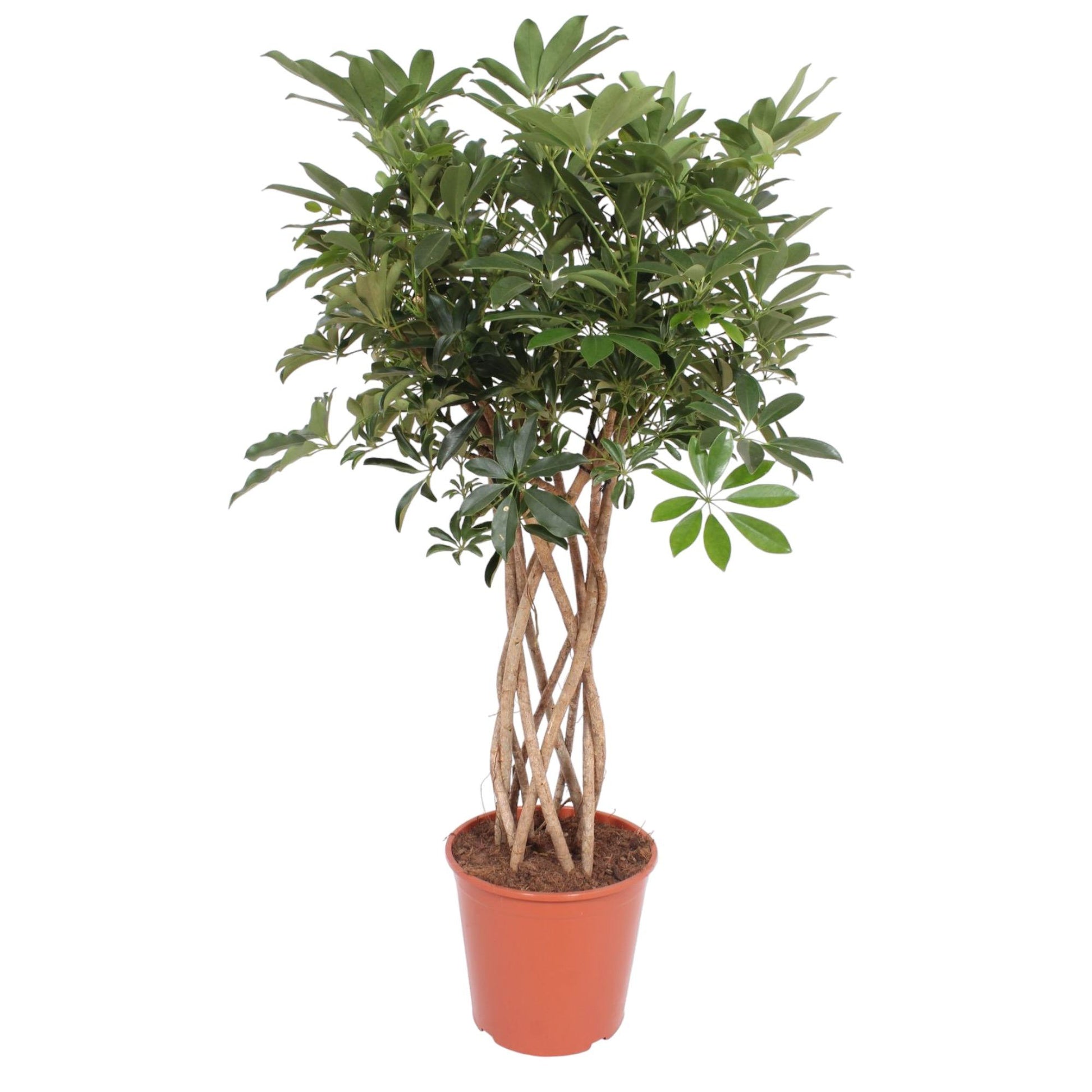 Dwarf umbrella tree