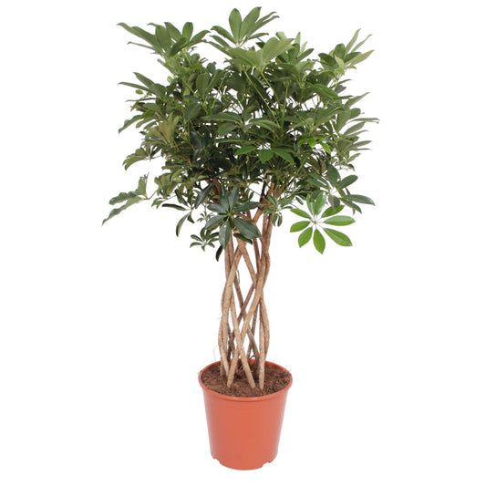 Dwarf umbrella tree