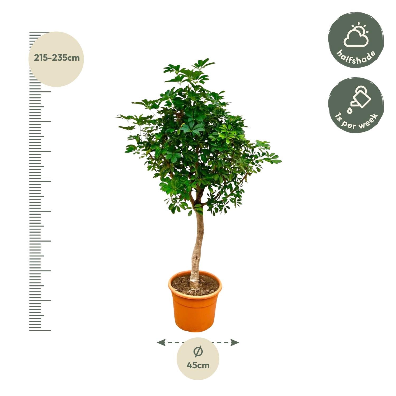 Schefflera arboricola info