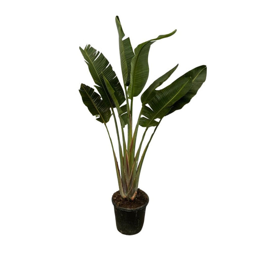 Strelitzia Augusta - 250cm - ⌀45