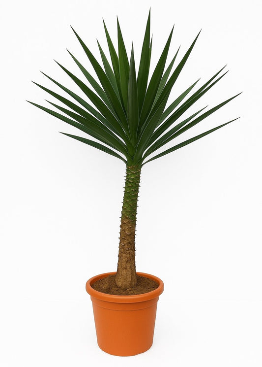 Yucca Elephantipes - Palm Lily - Ø24cm - ↕125cm