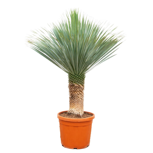 Yucca Rostrata (Palm Lily) 100 - 120 cm - Ø40