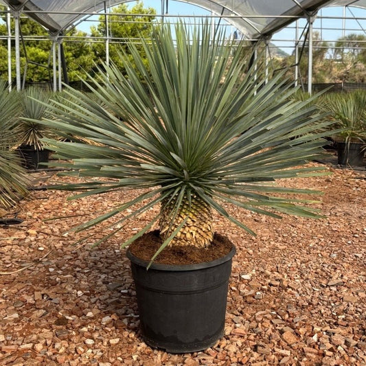 Yucca Rostrata - 80 - 100cm - Ø38