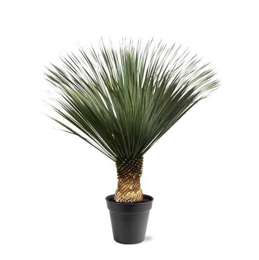 Yucca Rostrata black pot