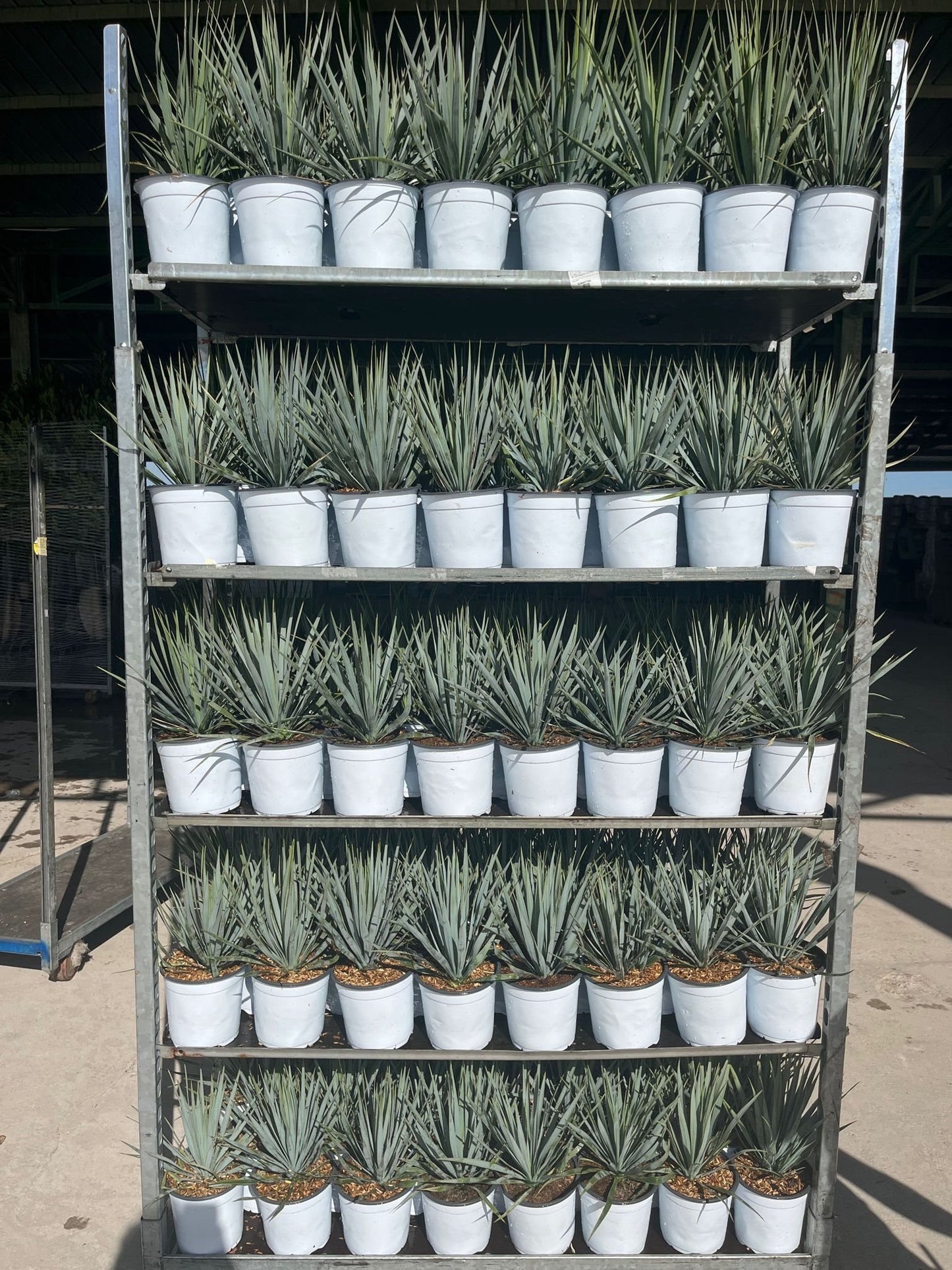 Yucca Rostrata (Palm Lily) 100 - 120 cm - Ø40