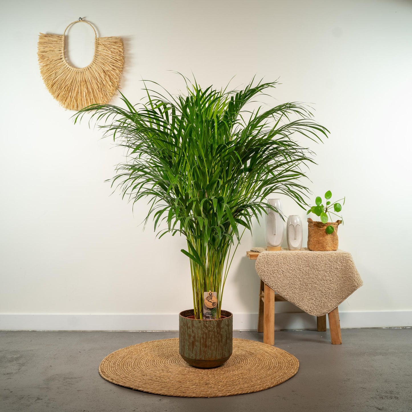 arecapalm in living room