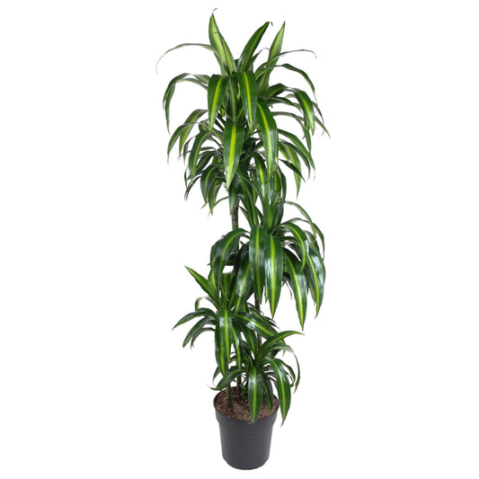 Dracaena Hawaiiana - 150 cm - ø31