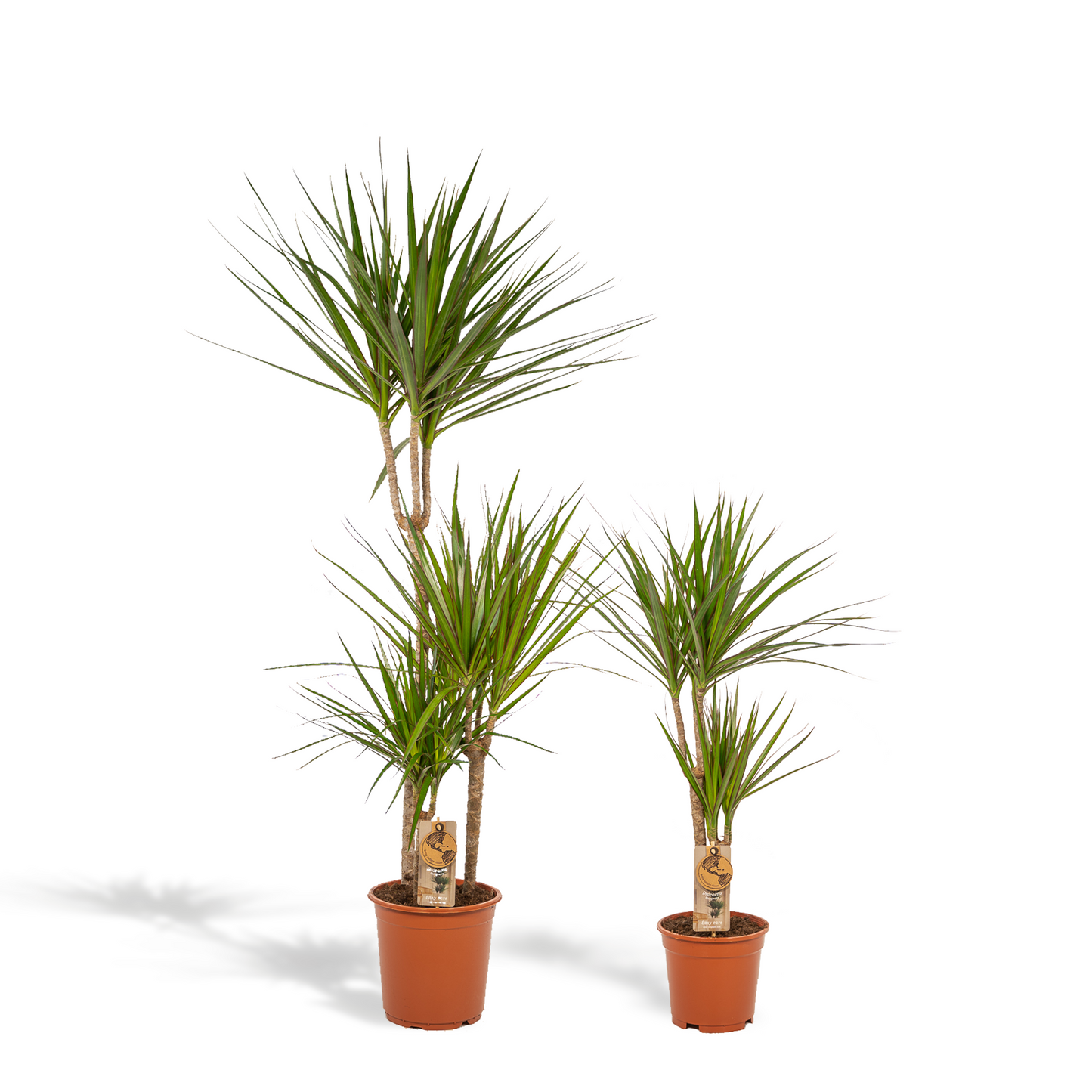 Dracaena x 2 - ↨120cm - Ø21cm + Dracaena - ↨70cm - Ø17cm
