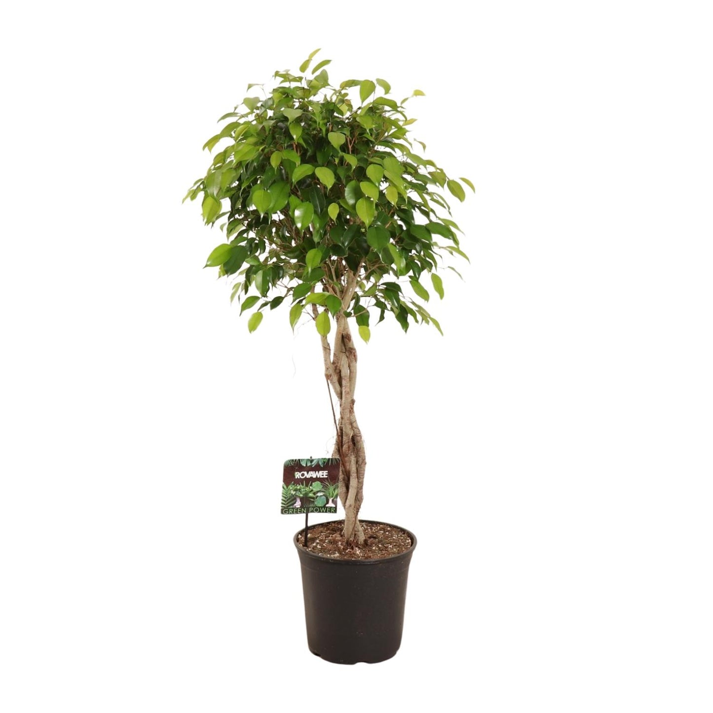 Ficus Exotica (weeping fig) - Ø30cm - ↕120cm