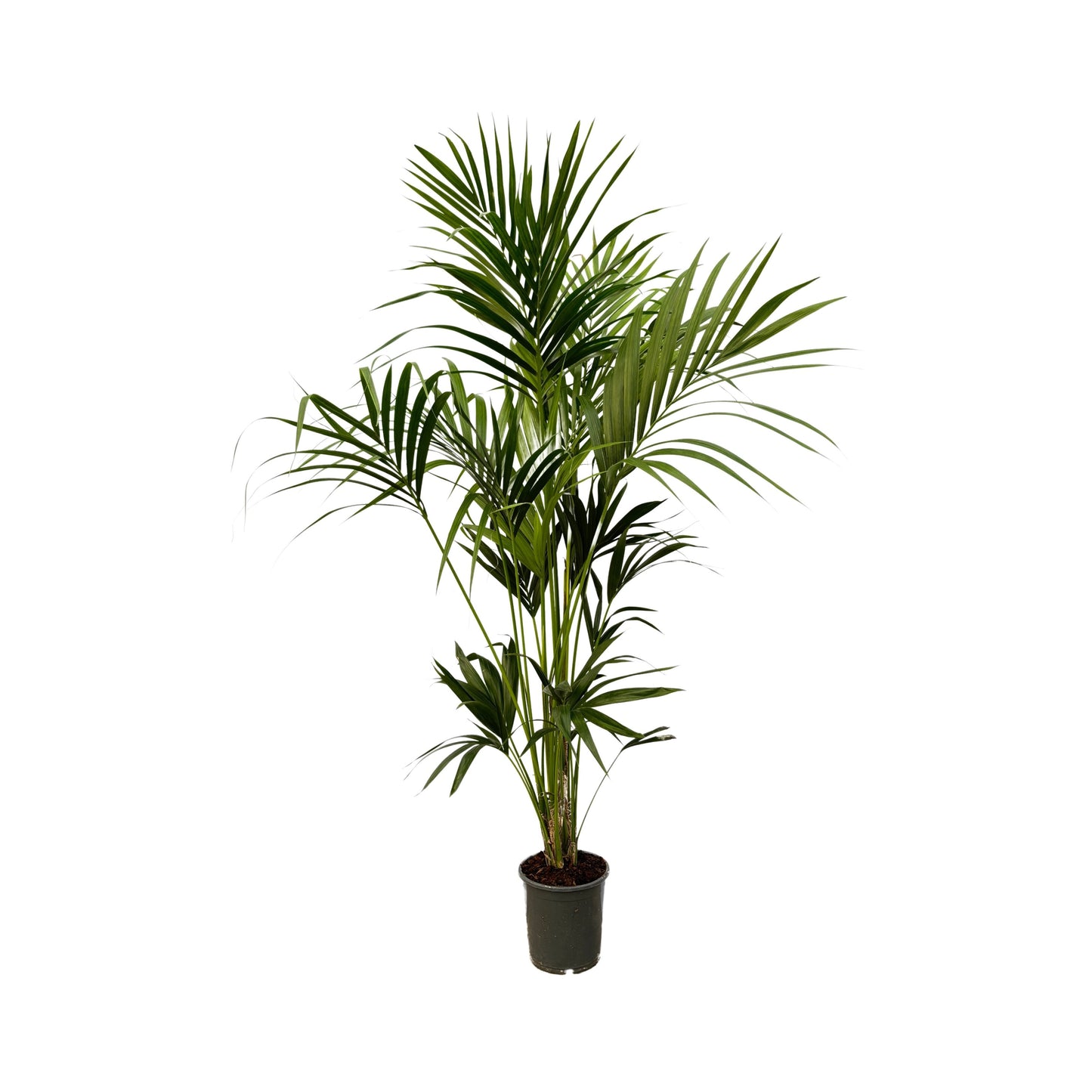 Kentia palm - Howea forsteriana Ø24cm - ↕130cm