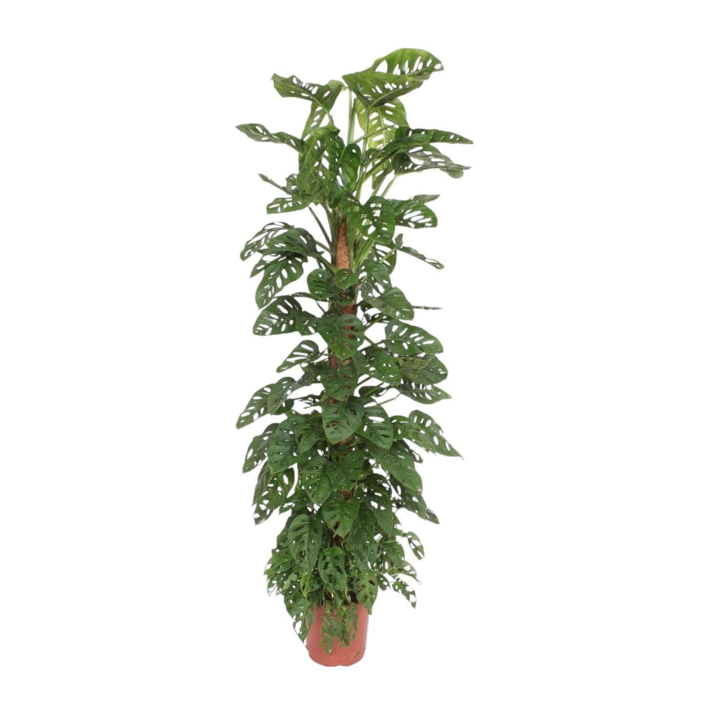 Monstera Monkey Leaf moss stick - 170 cm - ø27