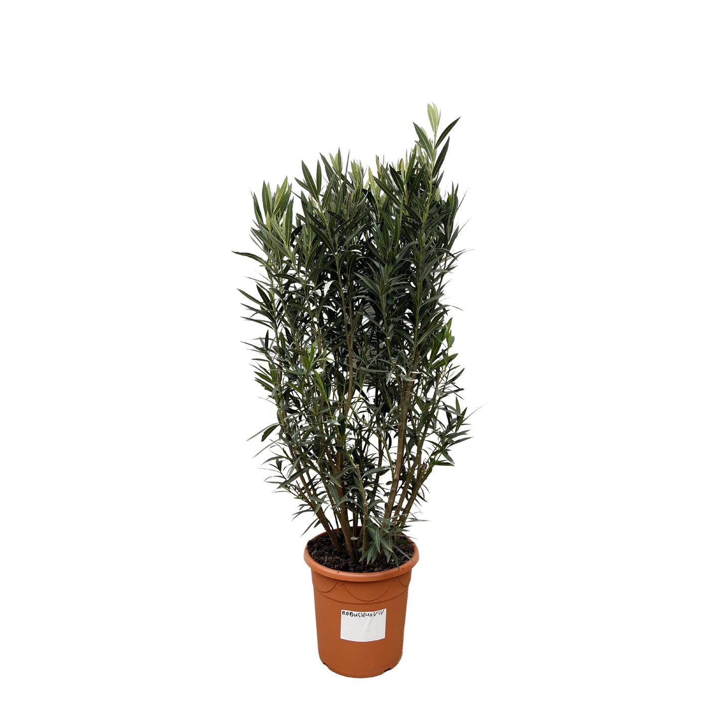 Nerium Oleander shrub - 180cm- Ø40