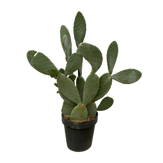 Opuntia ficus-indica (Vijgcactus / Prickly Pear Cactus)