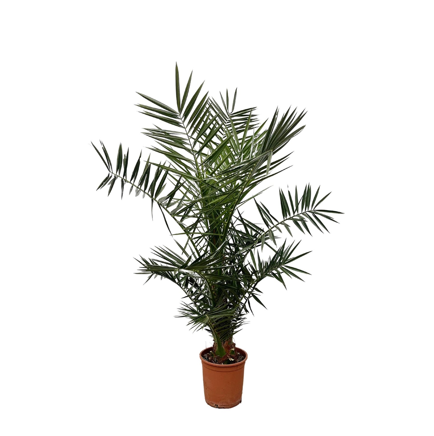 Kleine 
Canarische dadelpalm