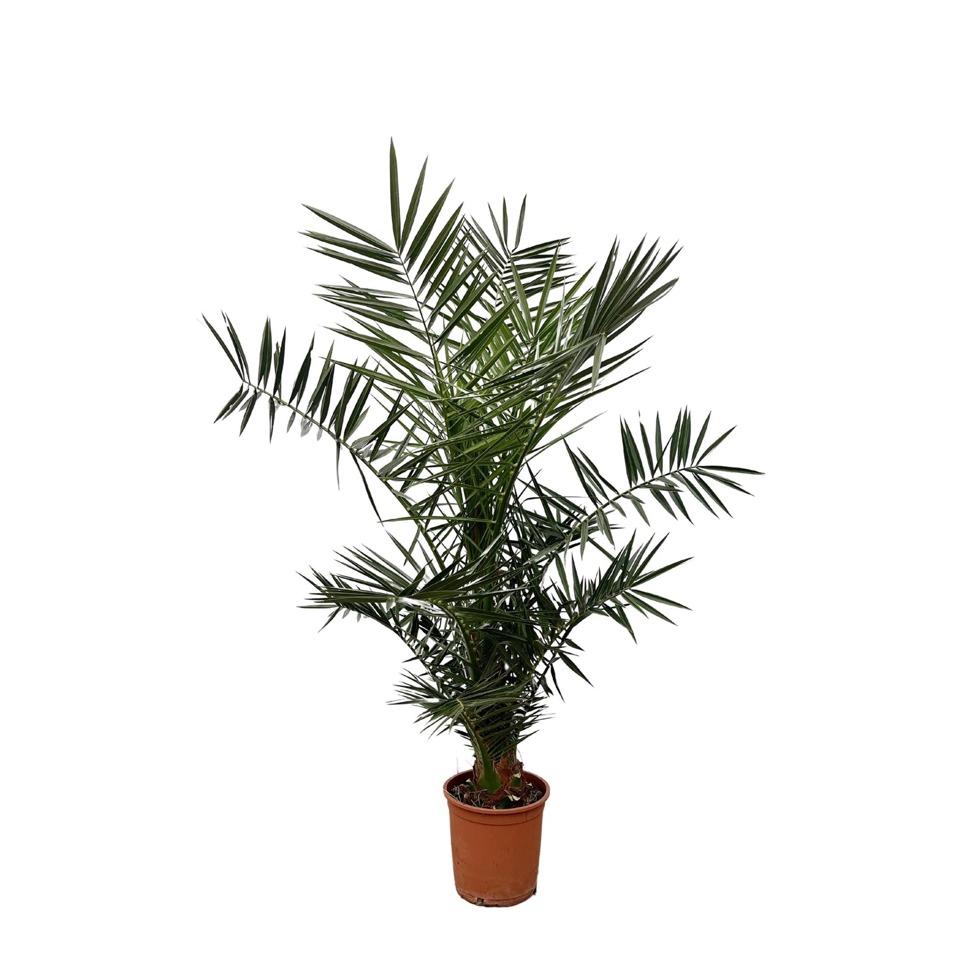Kleine 
Canarische dadelpalm