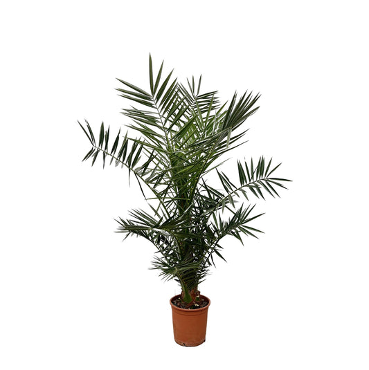 Kleine 
Canarische dadelpalm