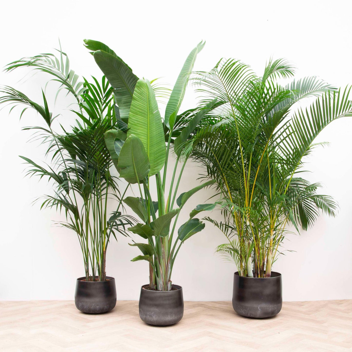 XXL plant value pack - Kentia 200 cm, Strelitzia Nicolai 225 cm, Areca 200 cm
