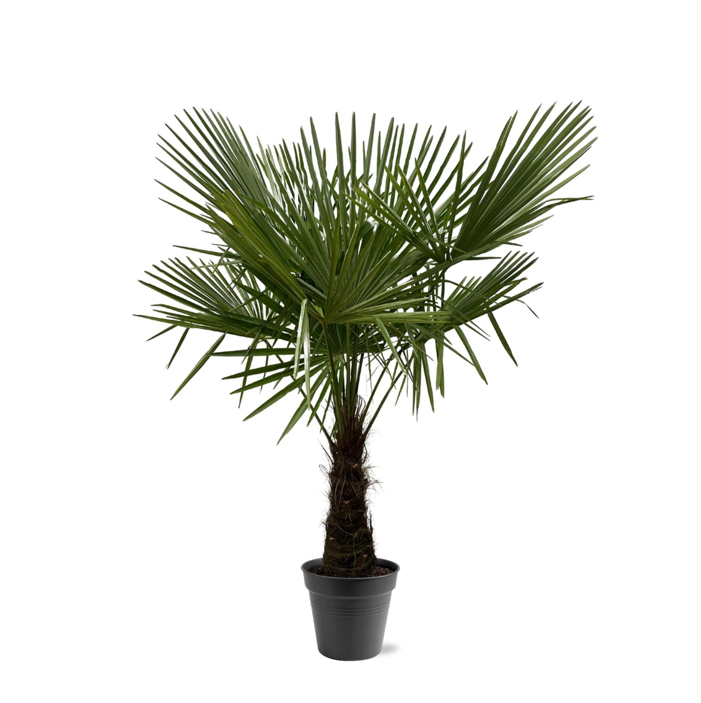 Chinese fan palm - Trachycarpus fortunei 160-180cm - Ø30
