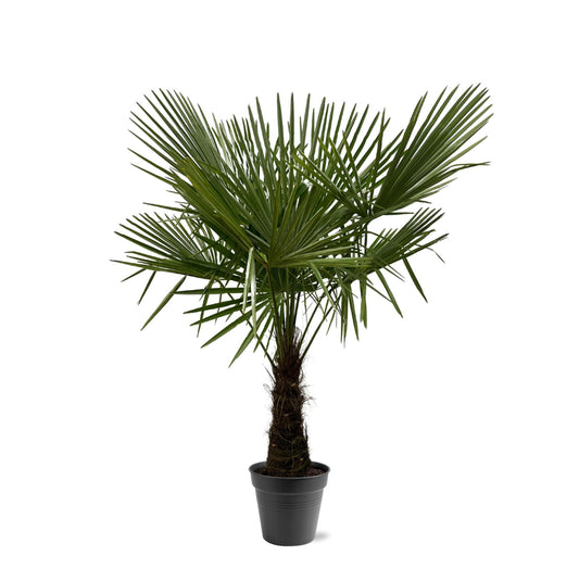Chinese fan palm - Trachycarpus fortunei 160-180cm - Ø30