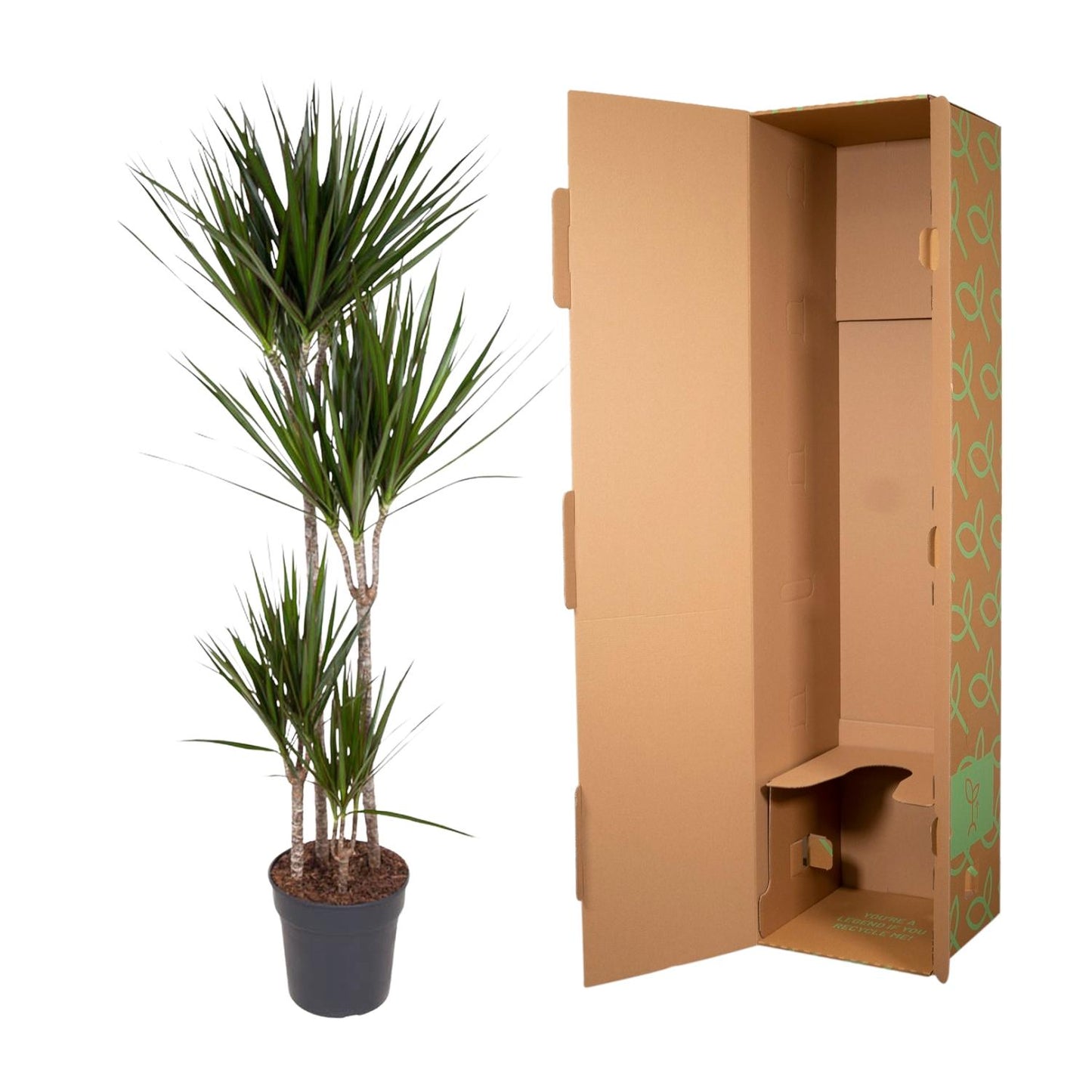 Dracaena Marginata (Dragon Tree) - 180 cm - ø27