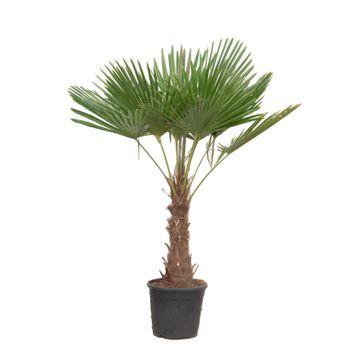 Chinese fan palm - Trachycarpus Fortuneii 180-200 cm - Ø40cm