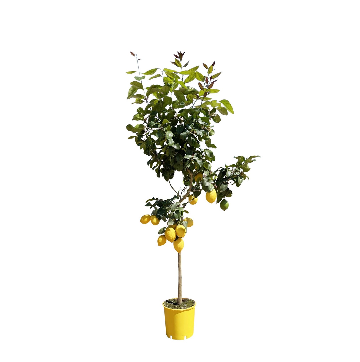 Lemon tree - Citrud Lemon 150 cm - ø24
