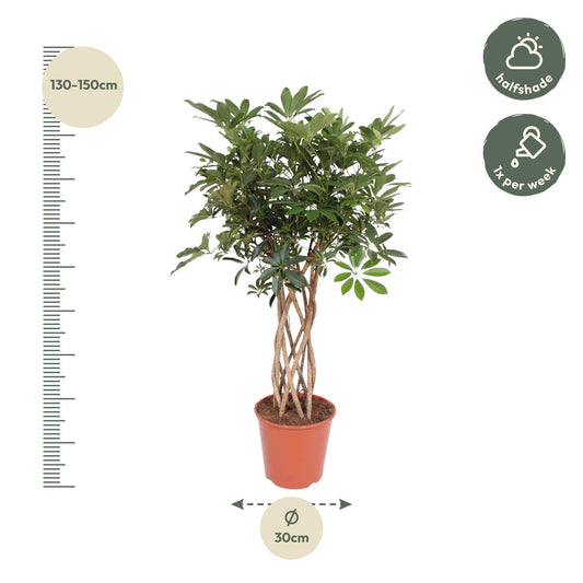 Schefflera arboricola - Dwarf umbrella tree - 130 cm - ø30
