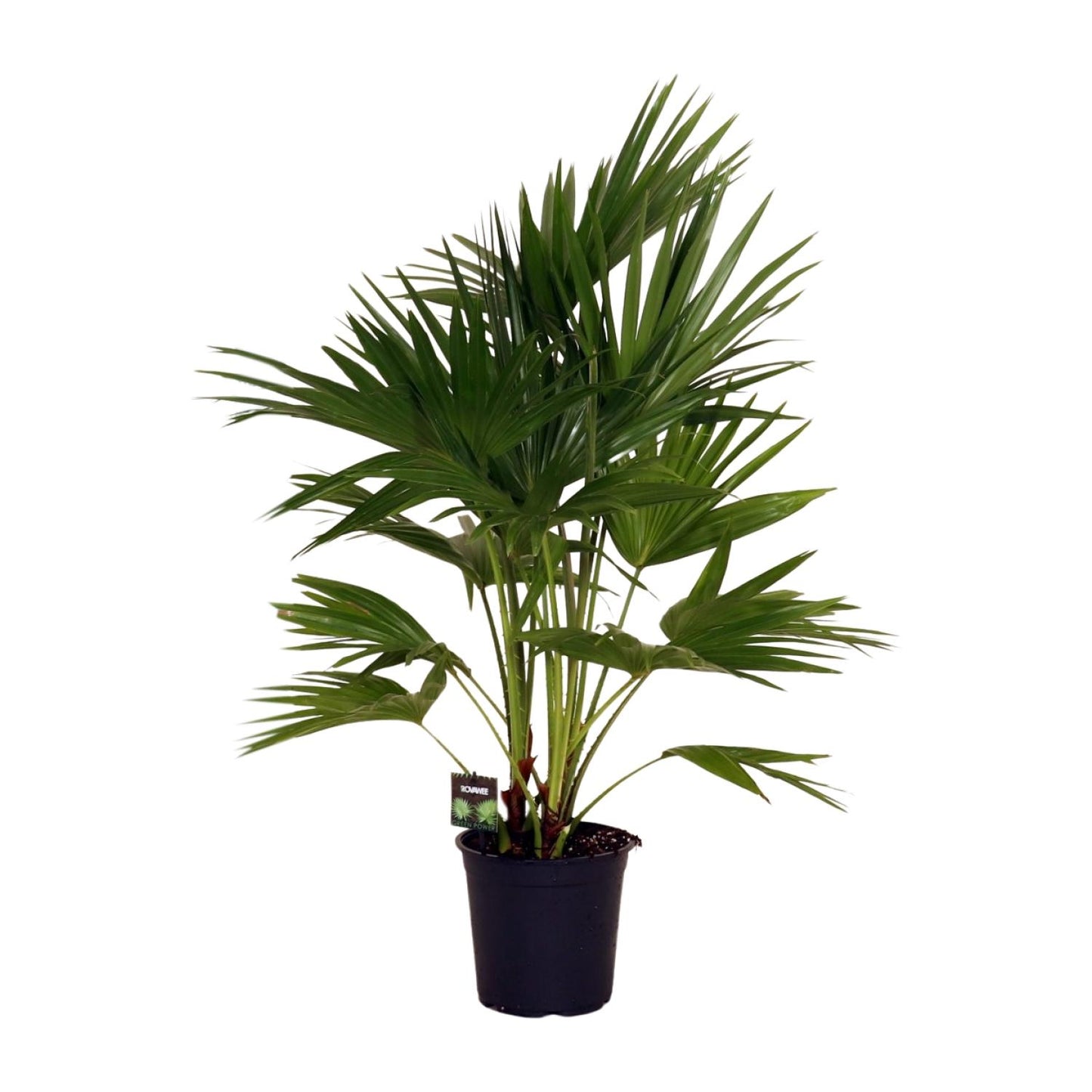 Livistona Chinensis - Chinese fan palm - Ø24cm - ↕100cm