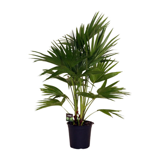 Livistona Chinensis - Chinese fan palm - Ø24cm - ↕100cm