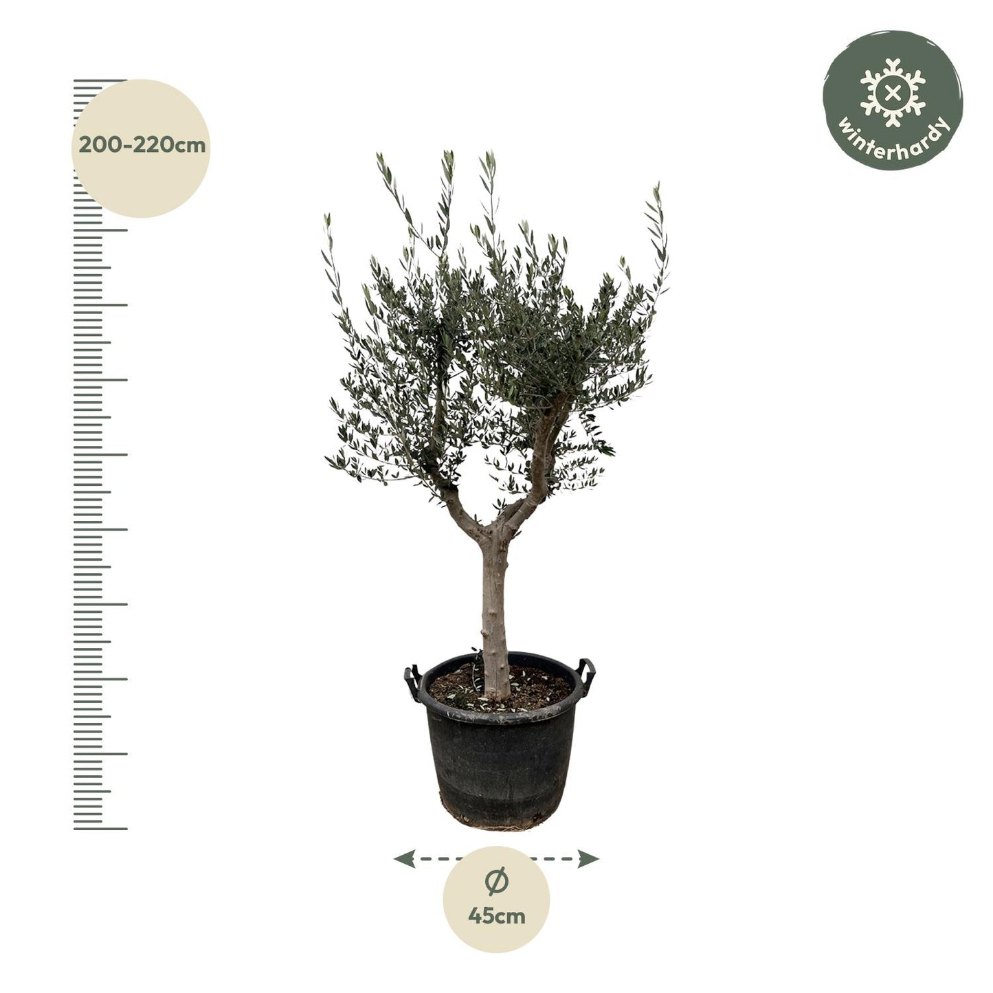 Olive tree - Olea Europaea cultivo - 220cm- Ø40