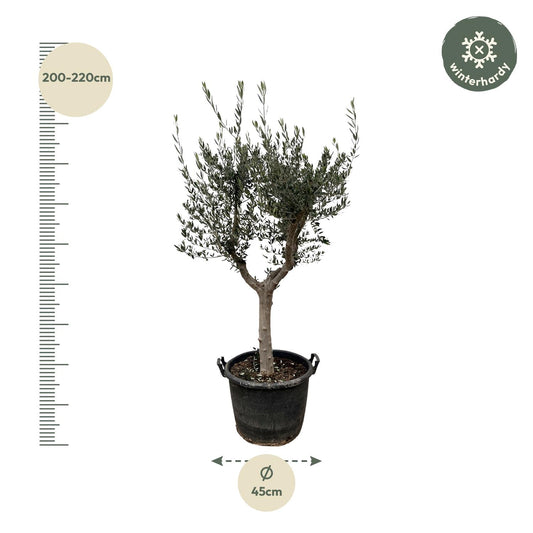 Olive tree - Olea Europaea cultivo - 220cm- Ø40