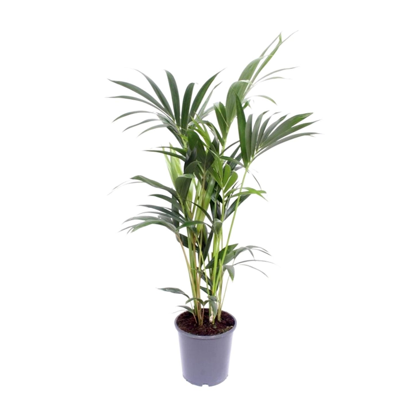 Kentia palm - Ø21cm - ↕120cm
