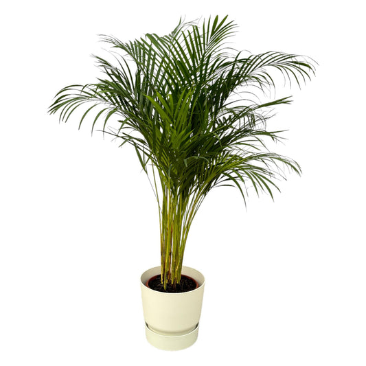 Golden Palm (Areca palm) - ↨130cm - Ø24cm including elho Greenville Round white D30xH28